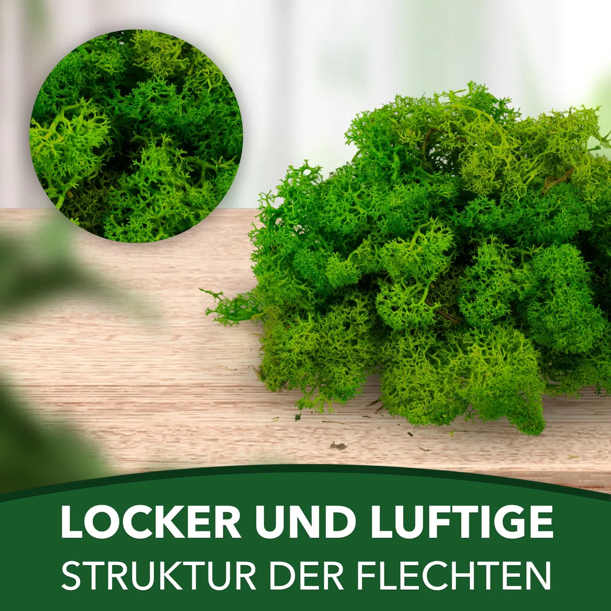 Sphagnum-Shop Islandmoos Rentierflechte konserviertes Moos in Hellgrün 1000 g | Echtes buntes Deko Moos für Moosbild Modellbau Basteln