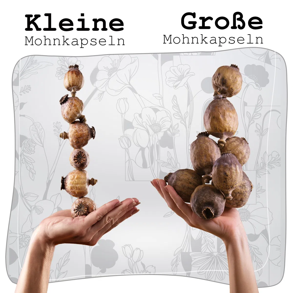 Mohnkapseln, Poppy Pods | Klein & ohne Stiel | Getrocknet | Bastelzubehör & Deko (Große Mohnkapseln, 250g)
